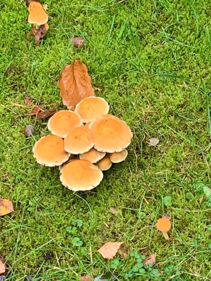 Vosseveen 62 Zelhem Eksteriør bilde